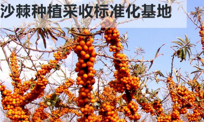 吕梁野山坡加盟