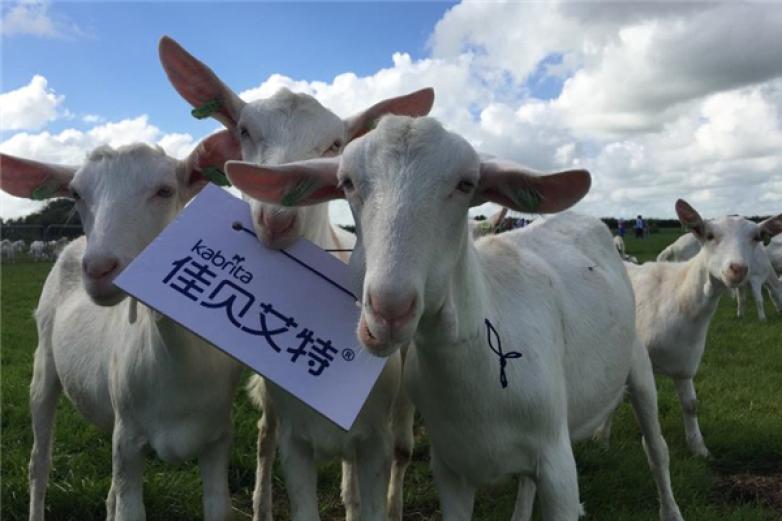 佳贝艾特加盟