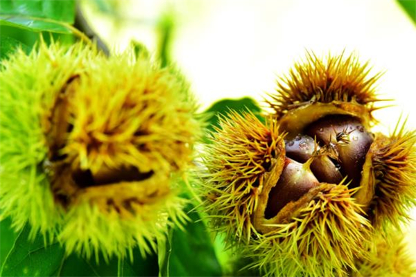 黑孩油栗皇加盟