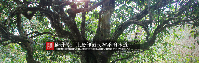 陈升号普洱茶