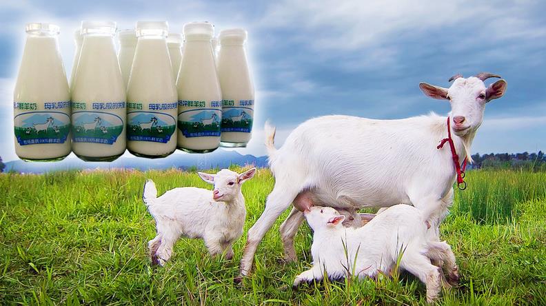 道场坪鲜羊奶 道场坪鲜羊奶