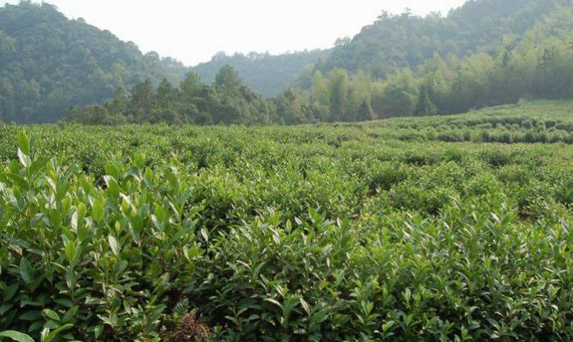 雅安市雨城区金广茶叶生产合作社加盟