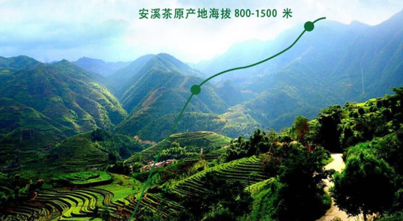 福建省安溪县中闽弘泰茶叶专业合作社加盟
