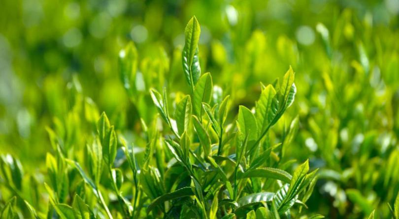 息烽县老鹰茶文化发展有限公司加盟