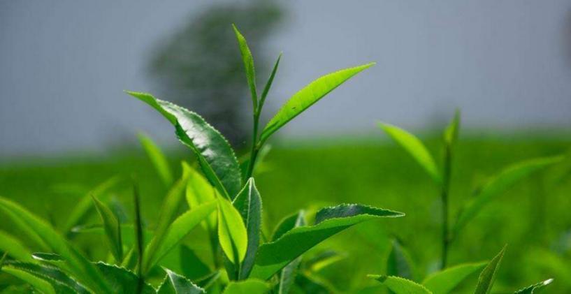 黄山市祁门县祁红茶庄加盟