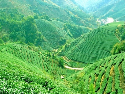 凤凰高峰茶加盟