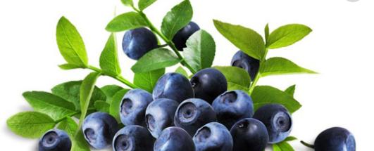 野生蓝莓果汁饮料加盟