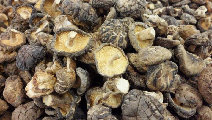 信科平菇农业加盟