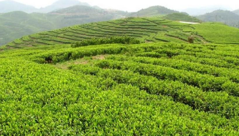 遵义玉骢锌硒特色茶业加盟 遵义玉骢锌硒特色茶业加盟