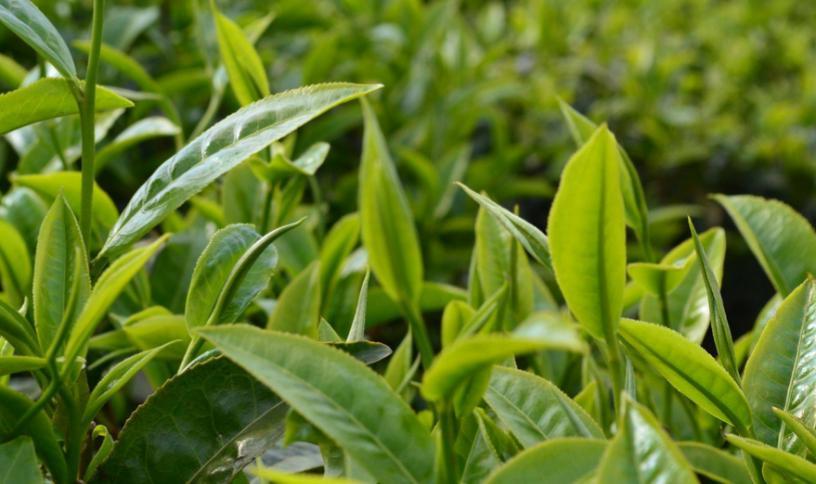 云南省普洱市澜沧县玉源古茶厂加盟