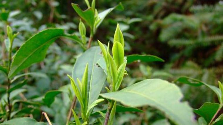 &ldquo;三鹤&rdquo;牌、鹤岗牌加盟