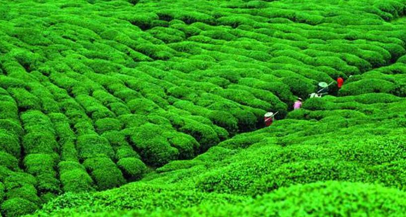 茶人茶叶加盟