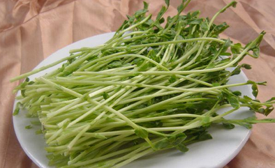 菜立方芽苗菜加盟