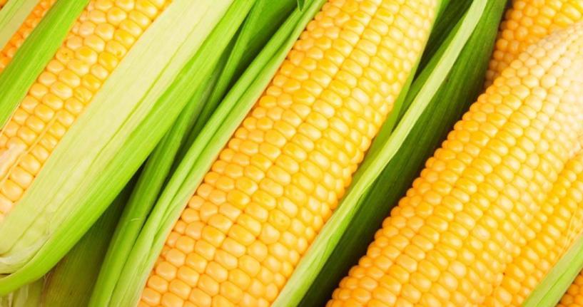 忻州市忻府区龙首甜糯玉米专业合作社加盟