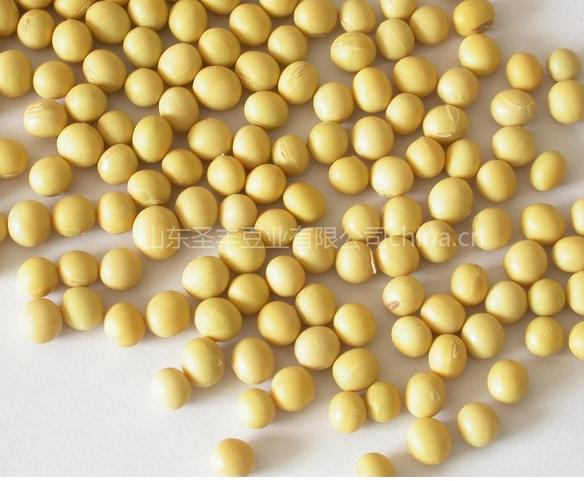 圣丰豆业加盟 圣丰豆业加盟