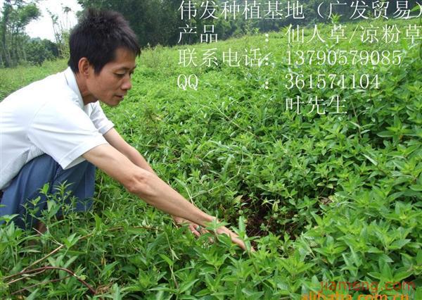 仙草系列加盟