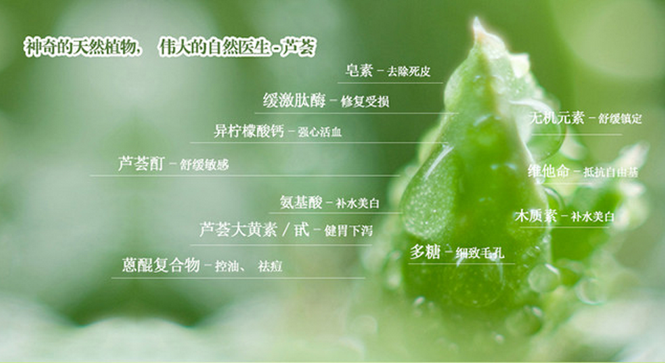 金志芦荟研究开发加盟