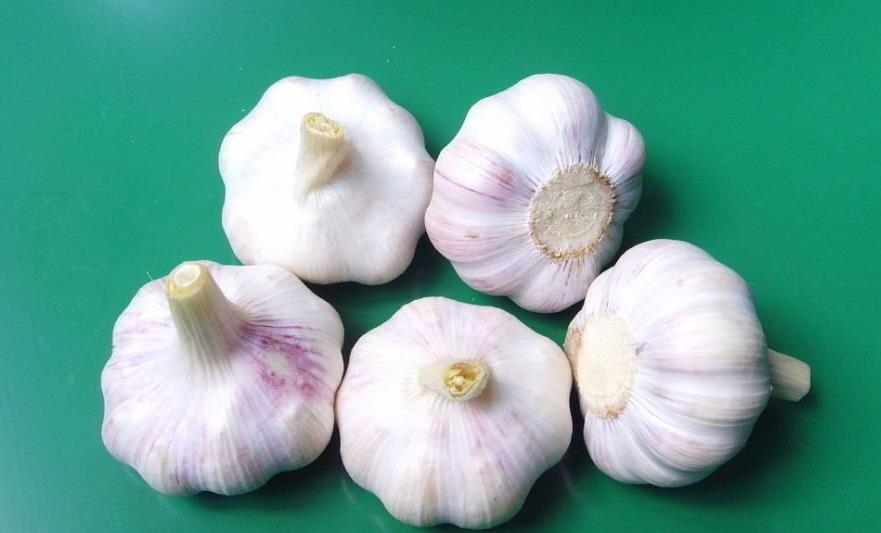 众诚脱水蔬菜加盟