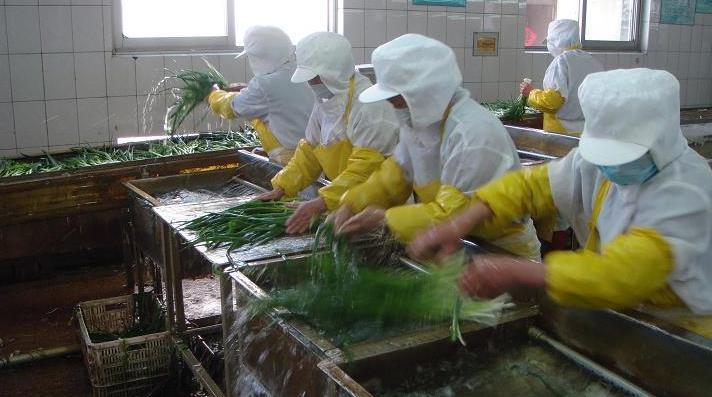 碧春源蔬菜脱水加盟 碧春源蔬菜脱水加盟
