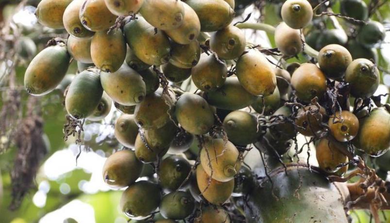 刘少爷槟榔加盟