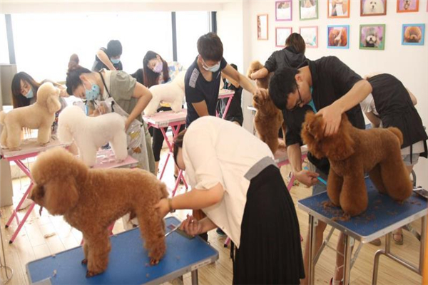 乐琪宠物美容培训竞赛
