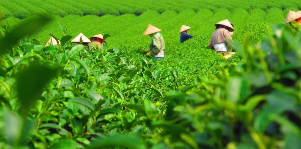 烛光茶艺馆
