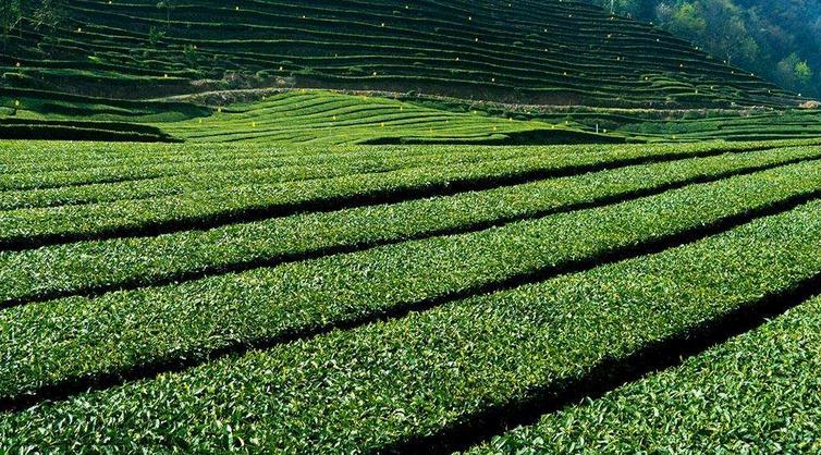 中茶茶叶