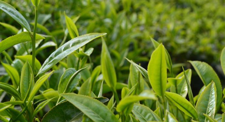 宝钟茶馆