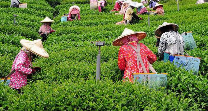 台湾茶叶