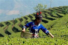 千里闻茗茶业