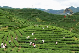 茶圣居