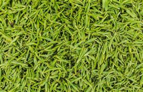 叙府茶业