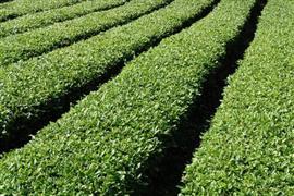 千里闻茗茶业