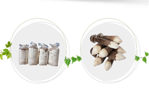 黑皮鸡枞菌种植