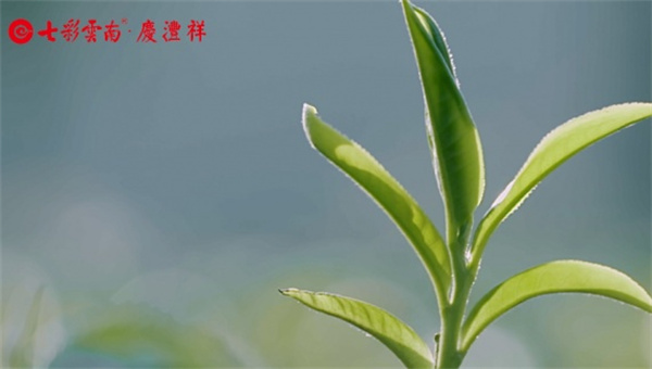 七彩云南茶叶