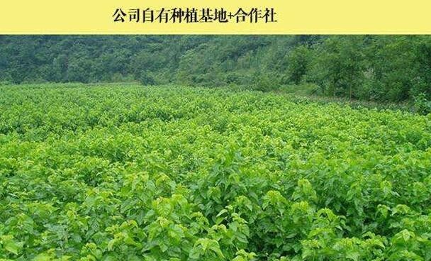 爱施丽桑果果